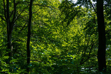 Green forest. Tree with green Leaves and sun light. Bottom view background