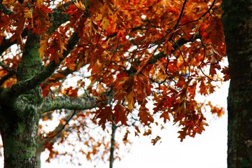 trees with yellow and orange leaves in autumn
