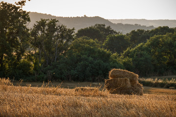 campo falciato