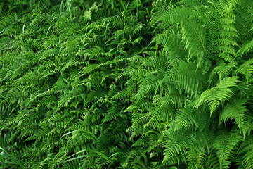 Fototapeta na wymiar Interesting green background from a fern, creating a single pattern