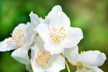 white jasmine flowers