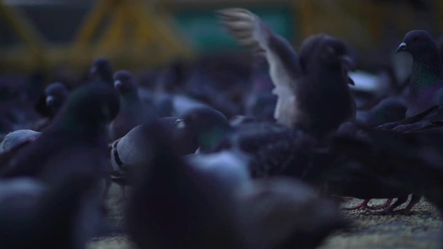 A flock of pigeons landing on the ground.