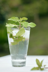 Summer hot fresh drink with mint in glass on white green grey background