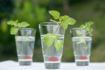 Summer hot fresh drink with mint in glass on white green grey background