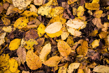 old fallen leaves