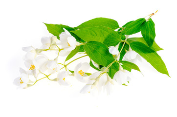 Sprigs with white flowers Philadelphus coronarius Aureus.