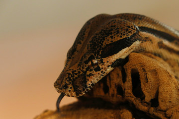 python snake head in close up