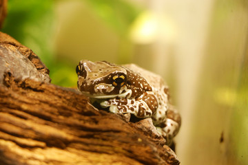 The Mission golden-eyed tree frog or Amazon milk frog