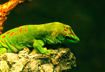 green giant day gecko lizard