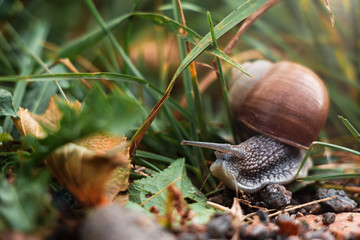 close-up snail on a background of sand, grass and pond