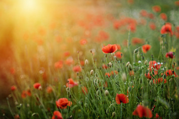 field of poppies