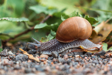 close-up snail on a background of sand, grass and pond