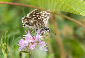 Grizzled skipper sitting on plant