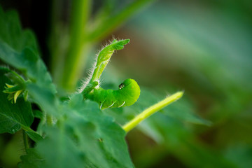 Tobacco Hornworm hides via camouflage while eating a young tomato plant.  There is copy space. 