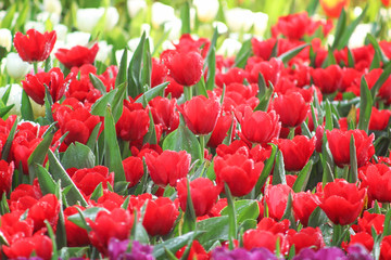 Sweet colorful flowers  red tulip field with green stem , leaves and water drops blooming in garden , nature morning background