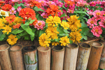 Colorful sweet zinnia violacea flower field blooming with small bamboo fence in garden , nature multi colored ornamental