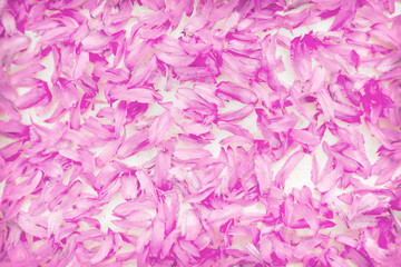Obraz premium Sweet colorful pink flowers petals seamless pattern texture for light bright background