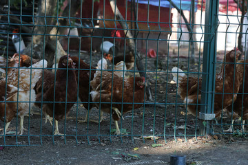 Chickens at farm