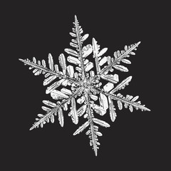 White snowflake isolated on black background. Vector illustration based on macro photo of real snow crystal: beautiful stellar dendrite with fine hexagonal symmetry, ornate shape and complex details.