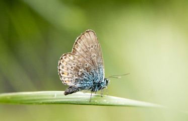 Fototapeta premium The common blue butterfly macro