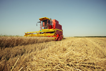 Fototapeta premium Combine harvester working on a wheat field