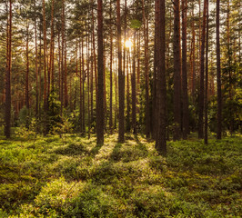 Sunlight on trees in a pine forest at sunset