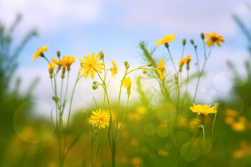 Yellow wildflowers against a blue sky. Colorful flowers in the meadow in soft light. Spring and summer nature under the blue sky and clouds. Flowers in the meadow.