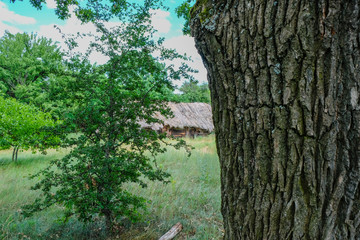 The trunk of an old tree that overlooks the ancient hut under the reed roof. The disappearing village of Svalovichi in Ukraine. Ukrainian Polissya
