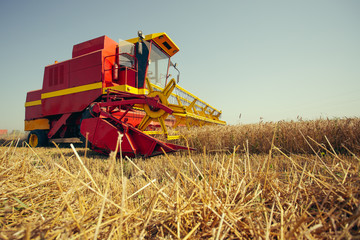 Harvesting wheat harvester on a sunny summer day