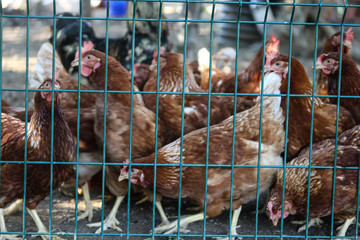 Chickens at farm