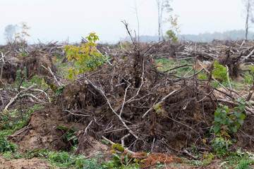 branches of trees after a storm