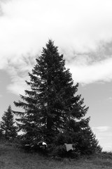 Baum und wolkiger Himmel