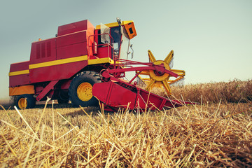 Harvesting wheat harvester on a sunny summer day
