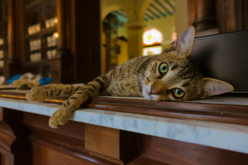 猫