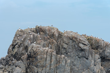 Lots of Seagulls stand on rocks isolated in the ocean, relaxing and flying around the rocks.