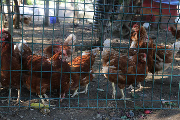 Chickens at farm