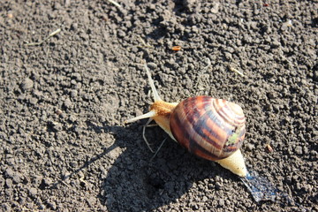 Snail crawling on the ground