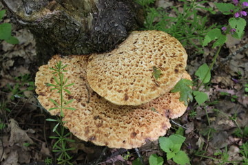 Big white mushroom on a tree