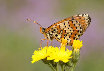 Glanville Fritillary butterfly macro photography