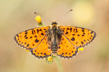 Fototapeta na wymiar Glanville Fritillary butterfly macro photography
