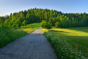 Green nature scenery summer path to the forest