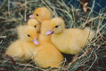 little yellow ducklings in a basket