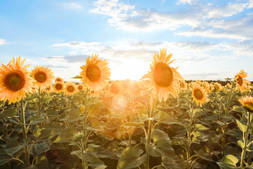field with sunflowers against the blue sky