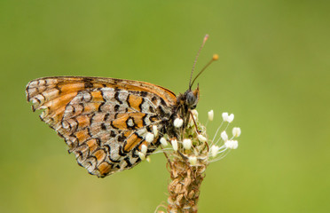 Glanville Fritillary butterfly macro photography