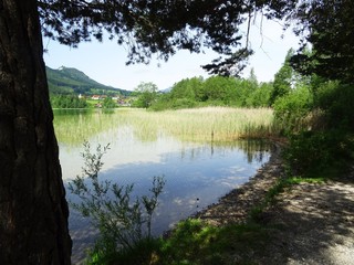 idylle am see - see, wasser, baeume, laub in weissensee füssen