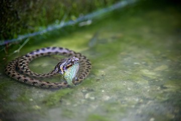 Couleuvre et poisson