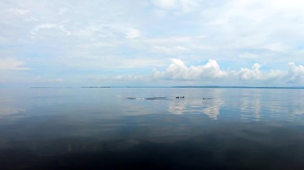 Spinner dolphins in the tropical pacific ocean join a boat, play and ride the bow wave
