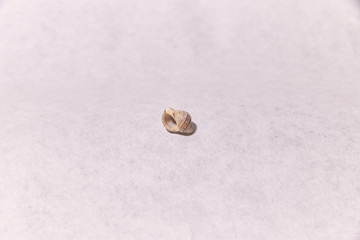  seashells on a white surface.