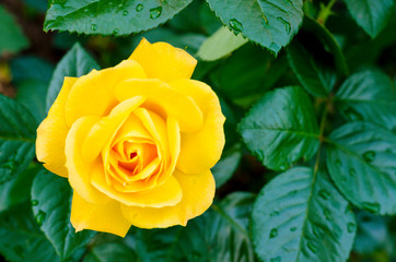 Delightful blooming yellow rose on bush. Photo