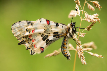 Fototapeta na wymiar Southern Festoon butterfly macro photography